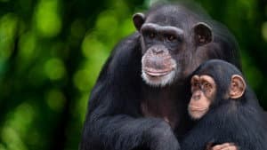 Meet the Chimps — foto 1