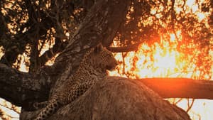 Big Cat Odyssey — foto 3