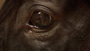 Orphan Horse — foto 1