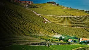 Des vignes et des hommes — foto 1