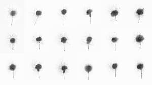 Dandelion — foto 1