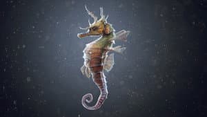 The Seahorse Trainer — foto 3