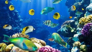 Fish School 2 — foto 1