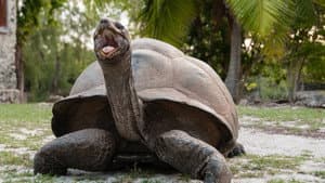 Aldabra: Byl jednou jeden ostrov — foto 2