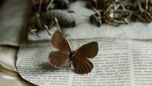 Searching for Satyrus — foto 1