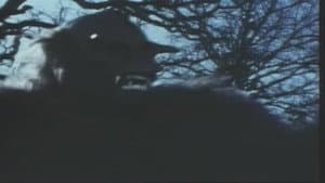 Night Fright — foto 2