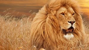 Timbavati: An Epic Cat Story — foto 1