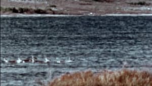 Netsilik Eskimo, II: At the Caribou Crossing Place — foto 8