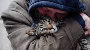 Cat Daddies — foto 1