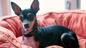 Life in the Doghouse — foto 3