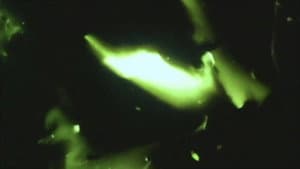 Song of the Firefly — foto 2