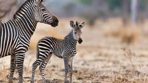 Les animaux sauvages et leurs petits — foto 1