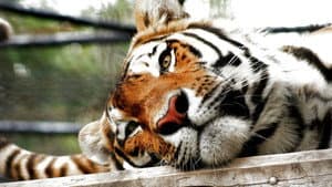 Lost Land of the Tiger — foto 2
