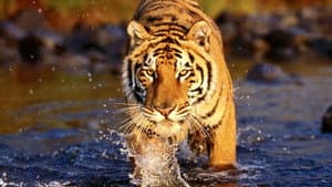 Lost Land of the Tiger — foto 3
