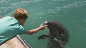 Patada de Delfín (Dolphin Kick) — foto 2