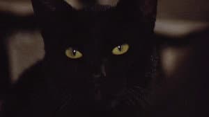 The Black Cat — foto 1