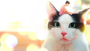 나만 없어 고양이 — foto 2