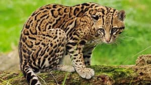 Joker, The Amiable Ocelot — foto 1