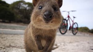 Happy Animals — foto 1