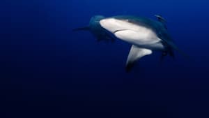 Secrets of the Bull Shark — foto 3