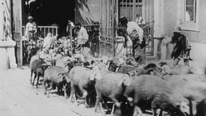 Moutons entrant à l'abattoir — foto 1