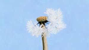 Wild Life — foto 2