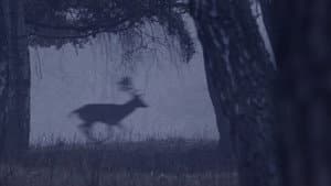 Deer Boy — foto 5