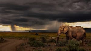 Chasing the Rains — foto 2