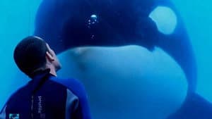 Blackfish — foto 2