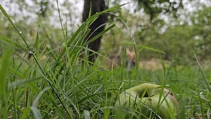 Apple Woods — foto 1