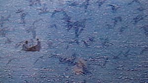 La quimera de la costa — foto 1