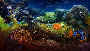 The Last Reef: Cities Beneath the Sea — foto 1