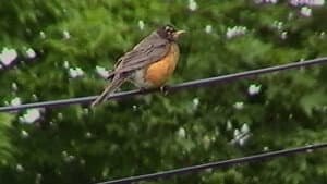 The Birds Tell Me All There Is To Know — foto 2