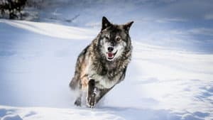 Predator v Prey — foto 11