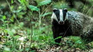 Badgers: Their Secret World — foto 2