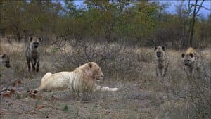 The White Lions — foto 6