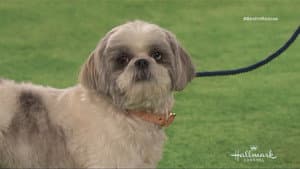 The 2018 American Rescue Dog Show — foto 8