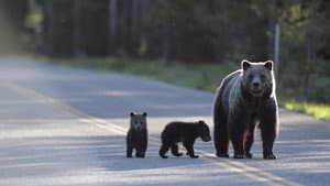 Europe's New Wild — foto 6