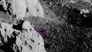 Do Flowers Grow on the Moon? — foto 1