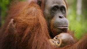 Red Ape: Saving the Orangutan — foto 1