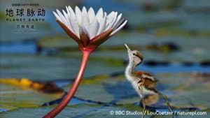 Planet Earth: Forces of Nature — foto 2