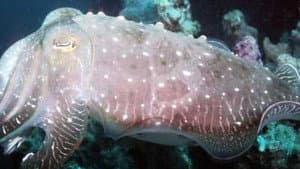 World's Weirdest Animal Faces — foto 1
