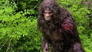 Terror en el bosque — foto 5