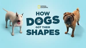 How Dogs Got Their Shapes — foto 3