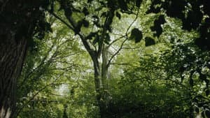 Wilderness — foto 2