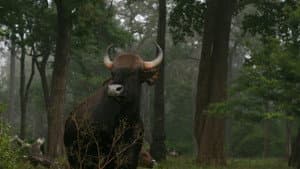 Wild Karnataka — foto 1