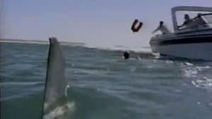 Shark's Paradise — foto 1