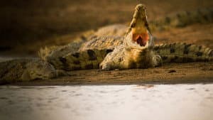 Crocodiles Revealed — foto 3