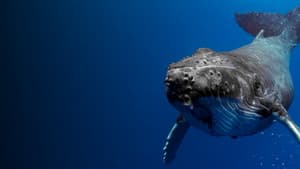 Shark Vs. Whale — foto 3