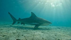 Bull Shark vs. Hammerhead — foto 3